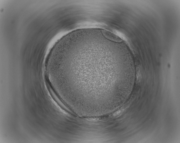 X0000061731472200512091533