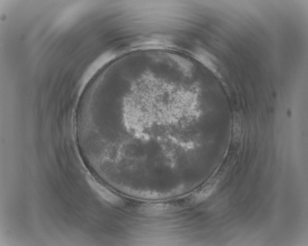 X0000061731474200512091532