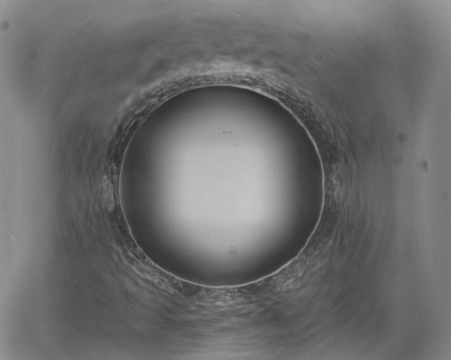 X0000061731493200512091532