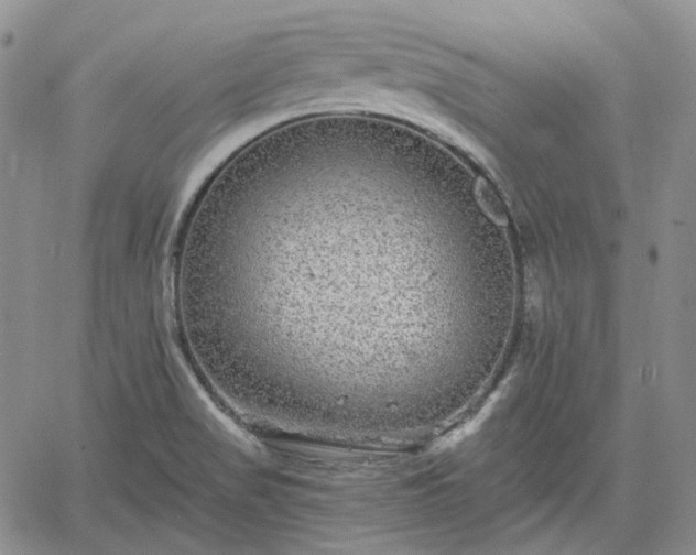 X0000061731517200512091532