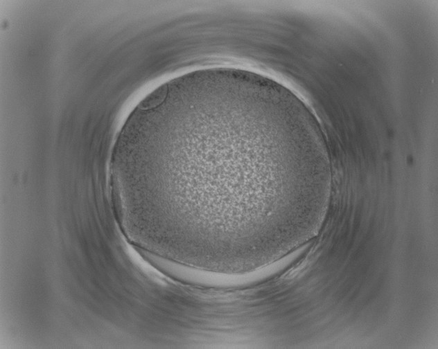 X0000061731535200512091532