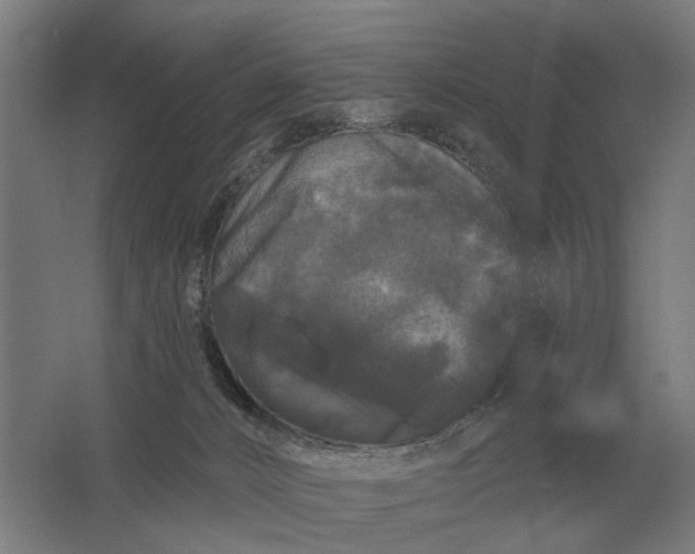 X0000061730032200512161634