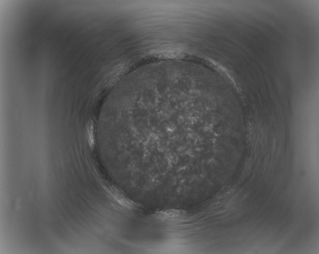 X0000061730069200512161633