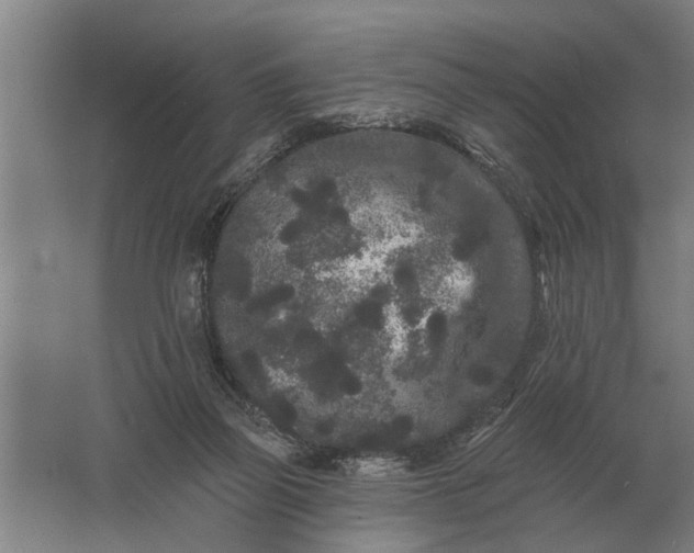 X0000061730165200512161632