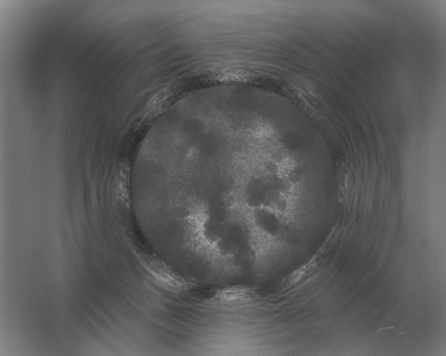 X0000061730175200512161632