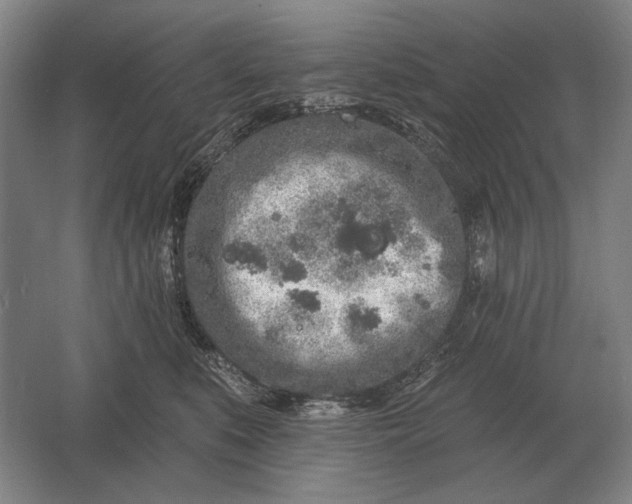 X0000061730519200512161626