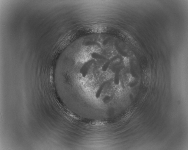 X0000061730553200512161625