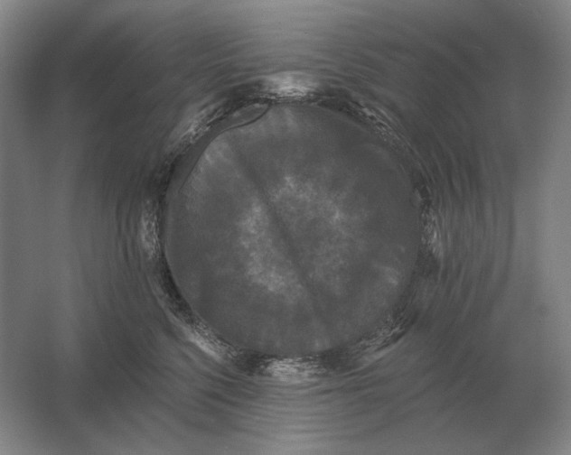 X0000061730568200512161625