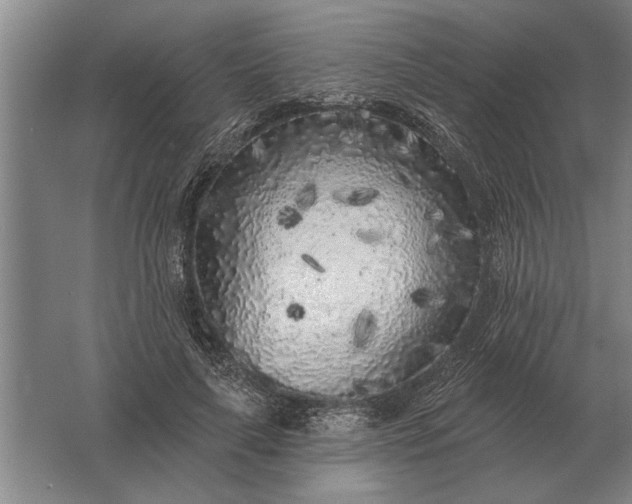 X0000061730643200512161623