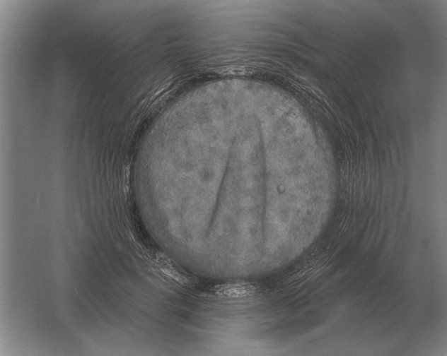 X0000061730652200512161623