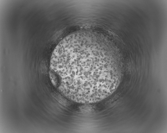 X0000061730661200512161624