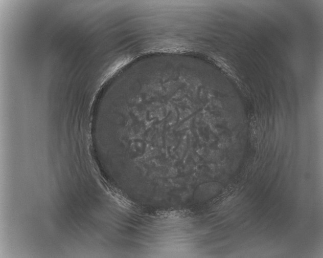 X0000061730679200512161623