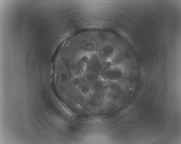 X0000061730729200512161621