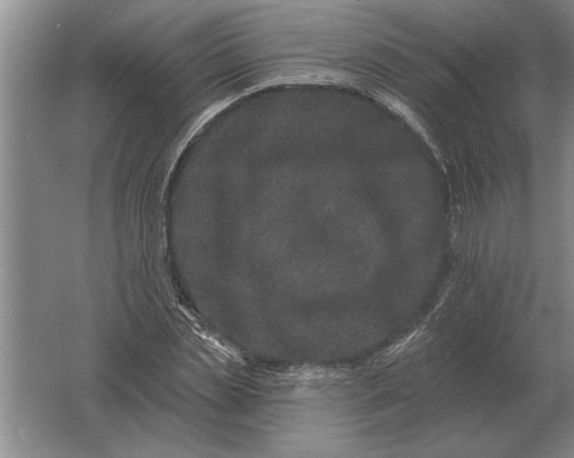 X0000061730829200512161620