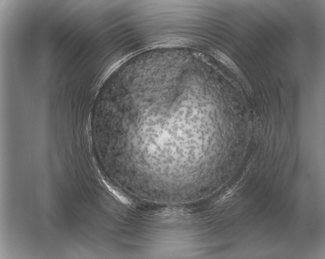 X0000061730842200512161620