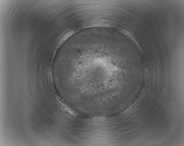 X0000061730882200512161619