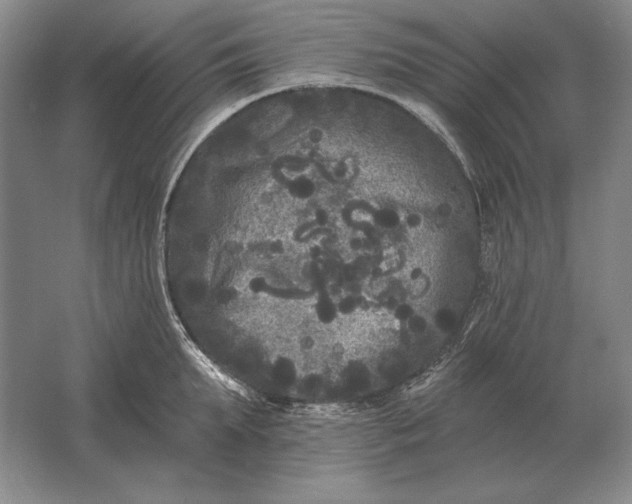 X0000061730903200512161619