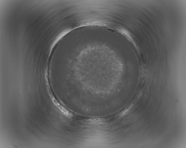 X0000061730952200512161619