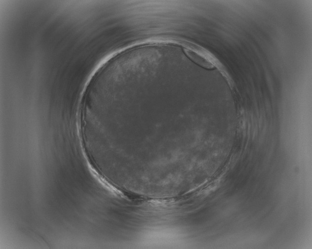 X0000061730958200512161619