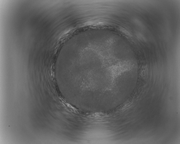 X0000061730966200512161618