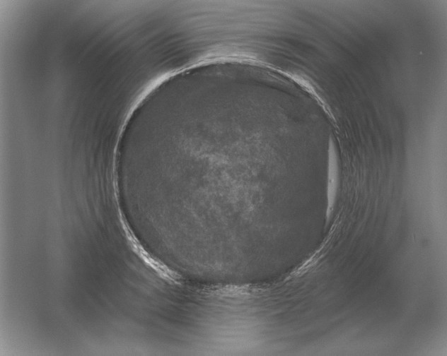 X0000061731038200512161617