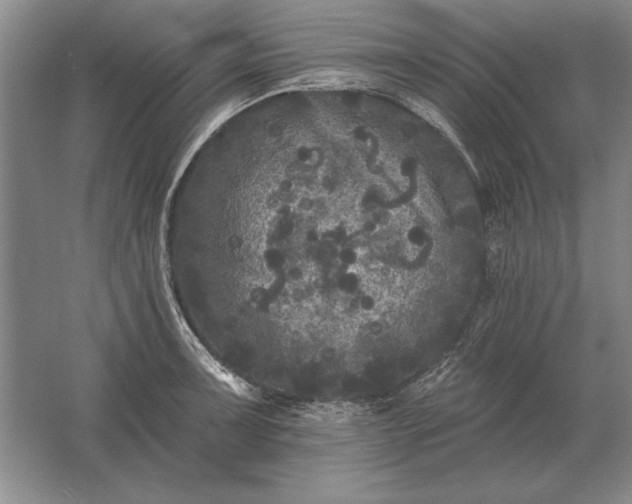 X0000061731091200512161616