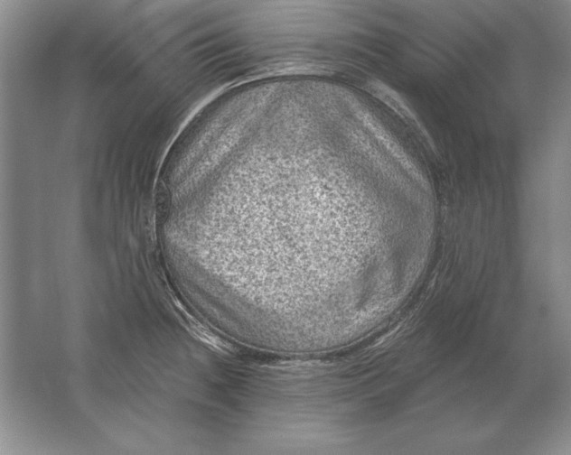 X0000061731236200512161613