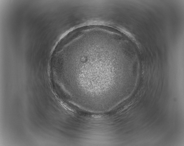 X0000061731264200512161612