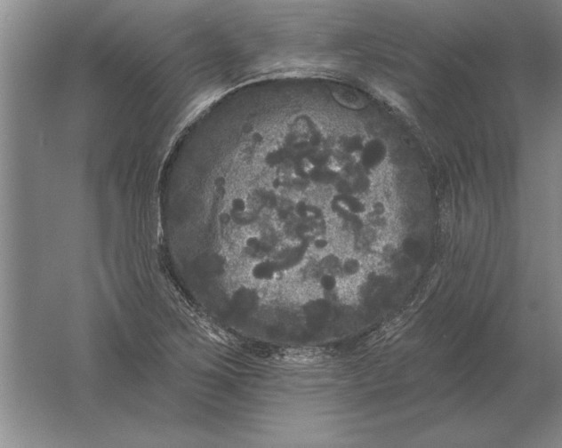 X0000061731267200512161612