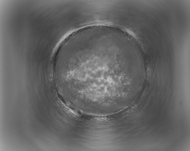 X0000061731310200512161611