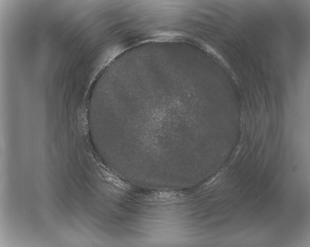 X0000061731362200512161611