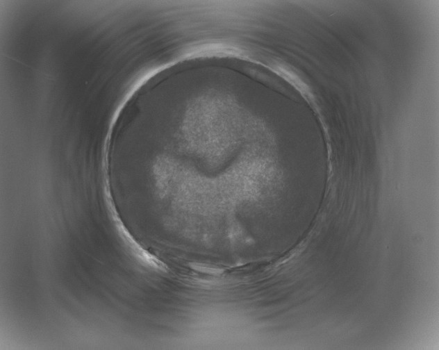 X0000061731392200512161610