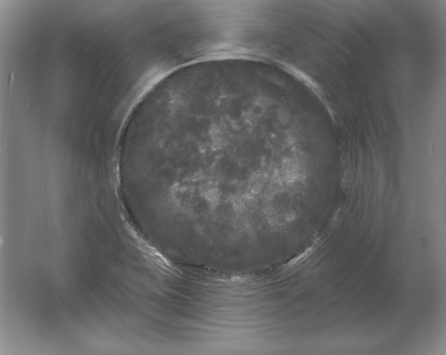 X0000061731415200512161610