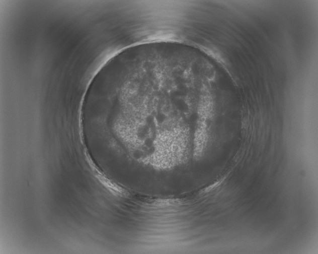 X0000061731423200512161610