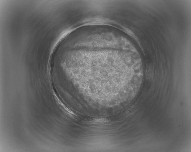 X0000061731464200512161609