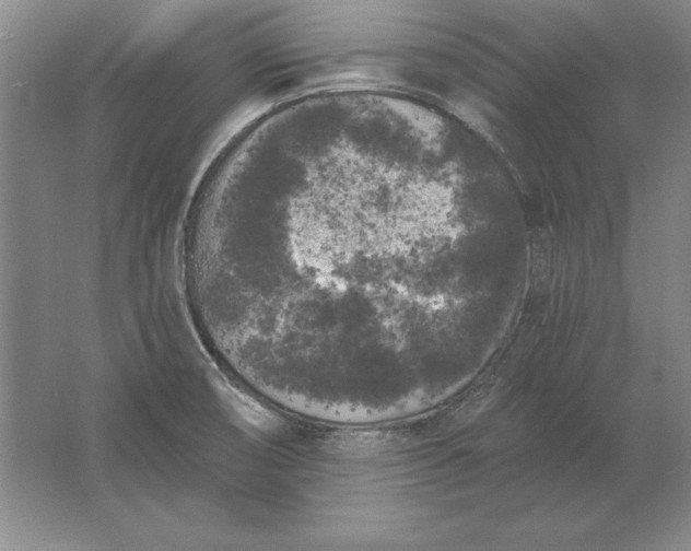 X0000061731474200512161609