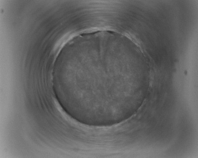 X0000061730002200512231446