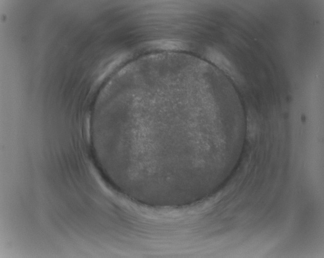 X0000061730014200512231446