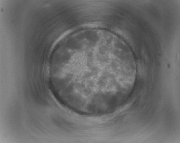 X0000061730016200512231446