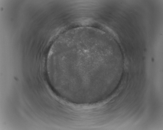 X0000061730018200512231446