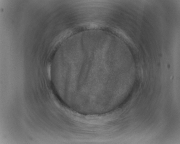 X0000061730022200512231446