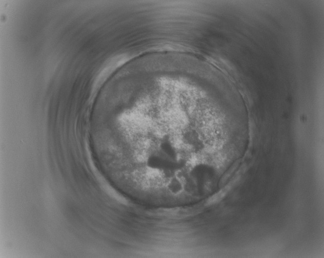 X0000061730049200512231445