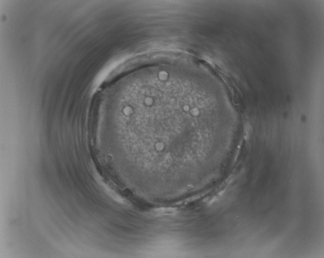 X0000061730052200512231445