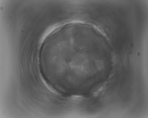 X0000061730055200512231445