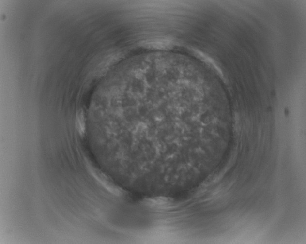 X0000061730069200512231445