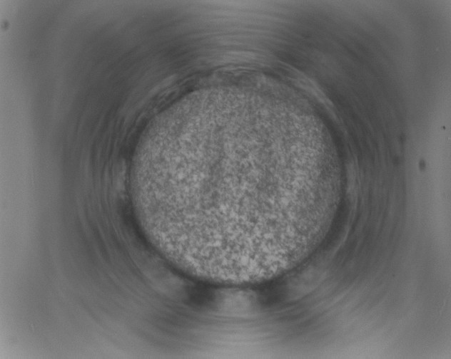 X0000061730073200512231445