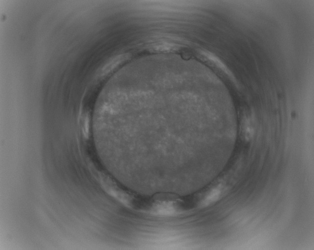 X0000061730076200512231445