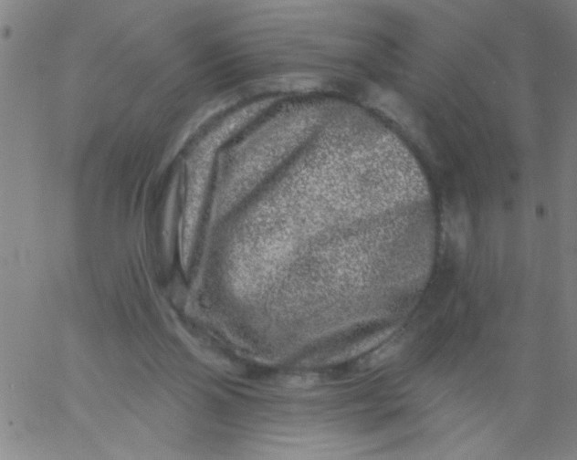 X0000061730110200512231444