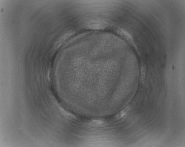 X0000061730114200512231444