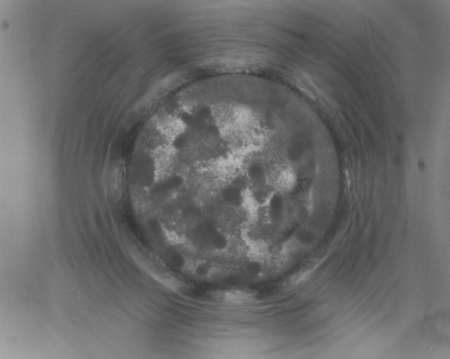 X0000061730165200512231443